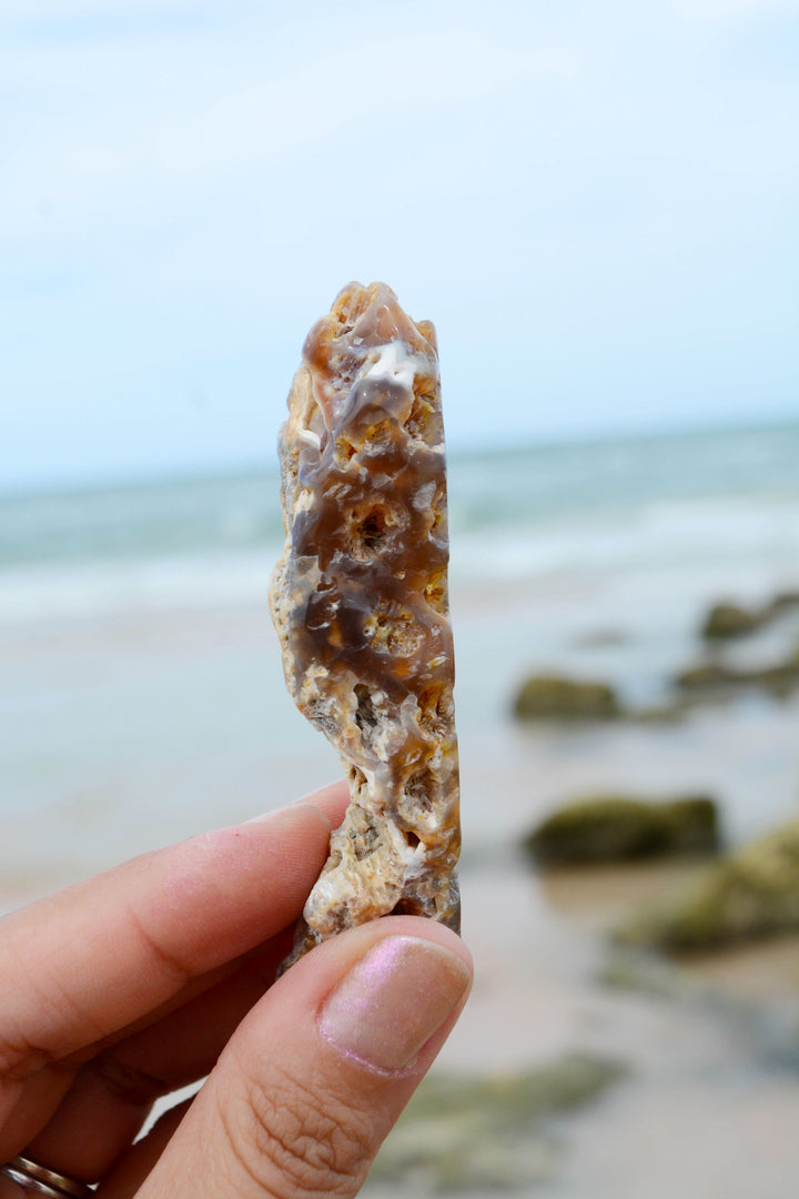The Arch: Natural RARE Ancient Fossilized, Agatized Tampa Bay Coral