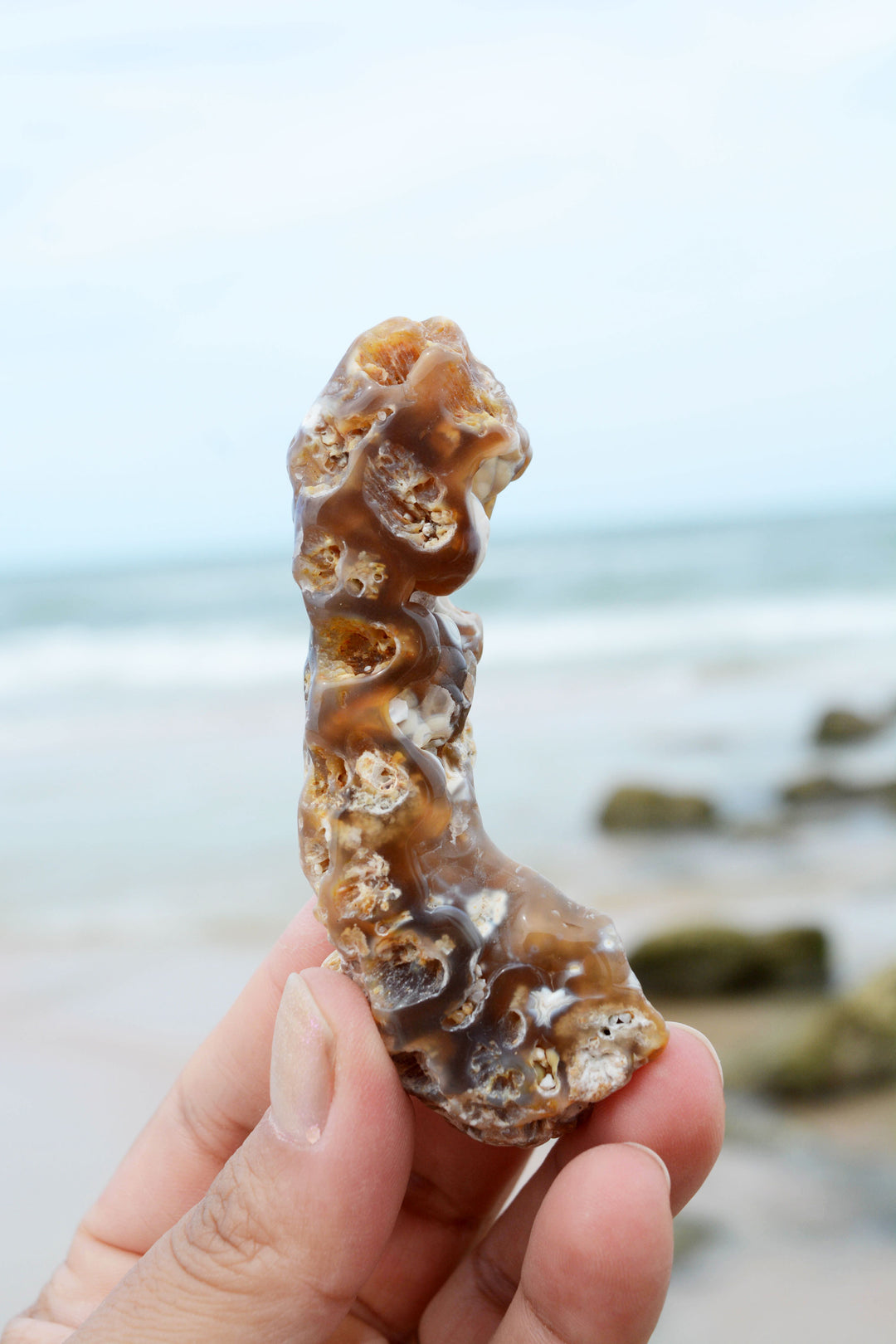 The Arch: Natural RARE Ancient Fossilized, Agatized Tampa Bay Coral