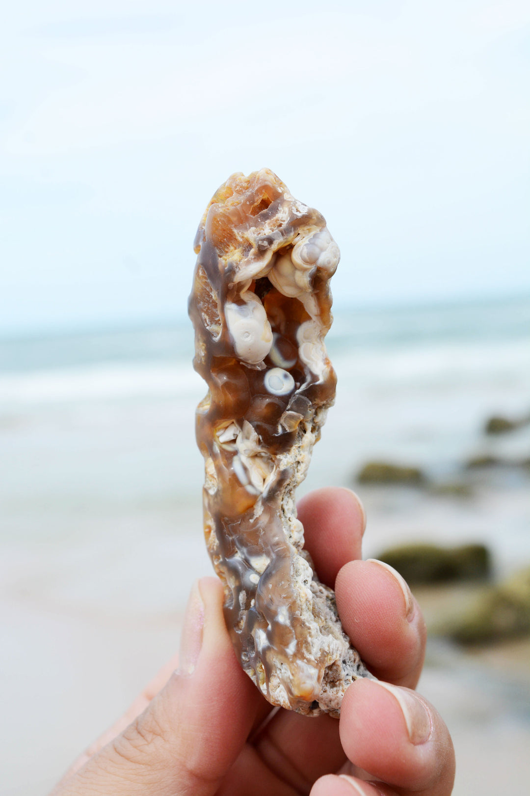 The Arch: Natural RARE Ancient Fossilized, Agatized Tampa Bay Coral