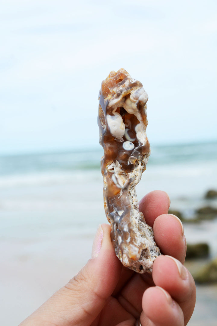 The Arch: Natural RARE Ancient Fossilized, Agatized Tampa Bay Coral