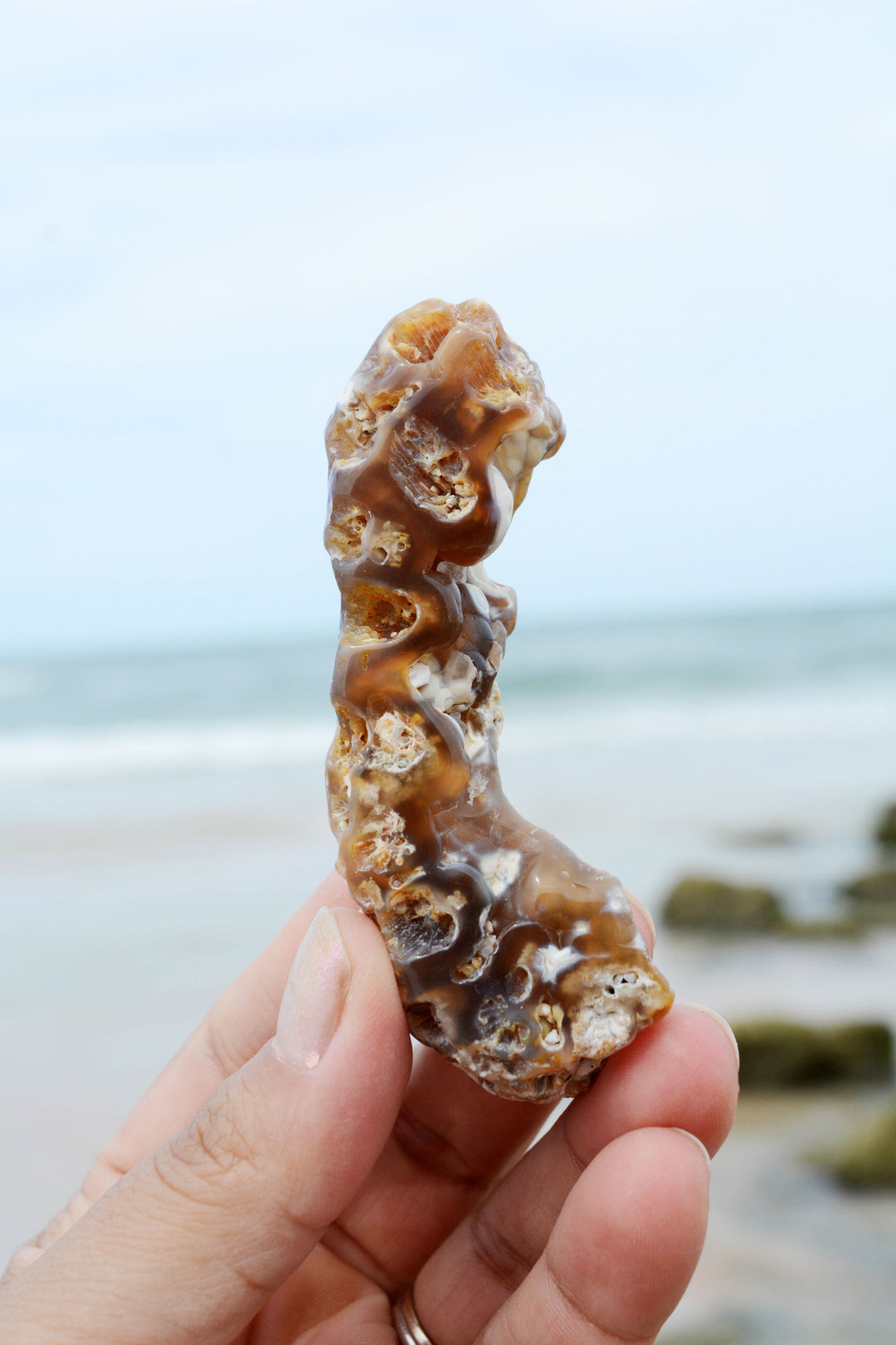 The Arch: Natural RARE Ancient Fossilized, Agatized Tampa Bay Coral