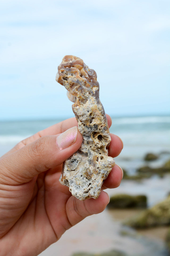 The Arch: Natural RARE Ancient Fossilized, Agatized Tampa Bay Coral