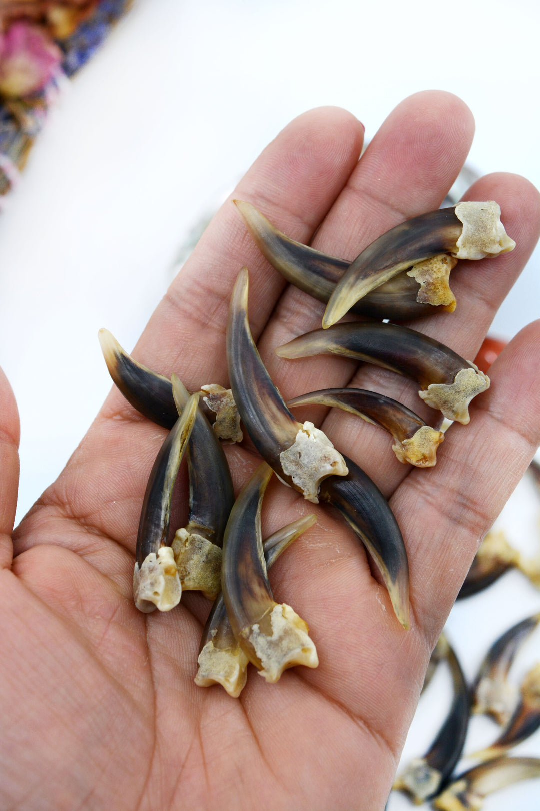Badger Claws: 4pcs of Real Badger Claws, No Holes, 30-45mm