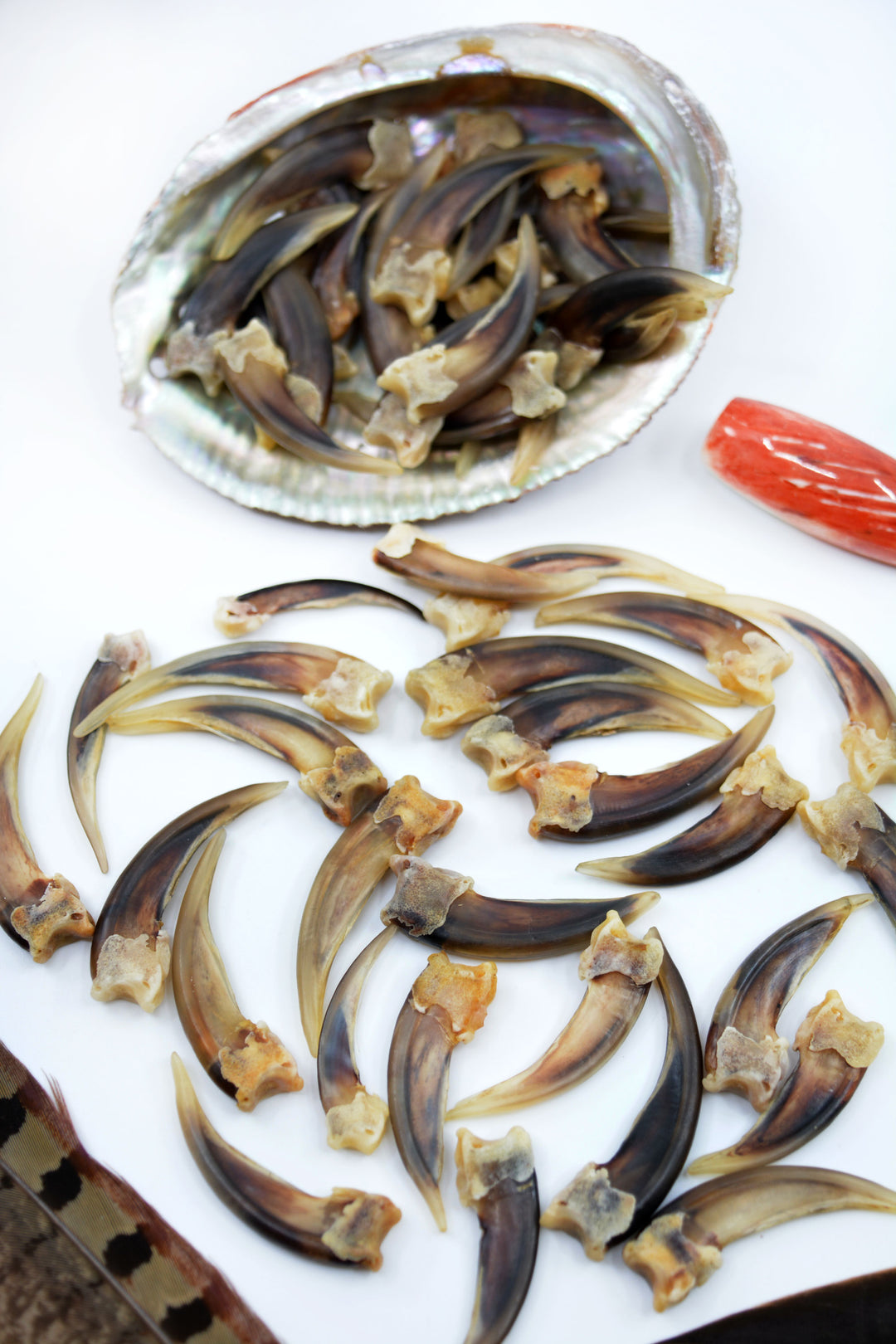 Badger Claws: 4pcs of Real Badger Claws, No Holes, 30-45mm