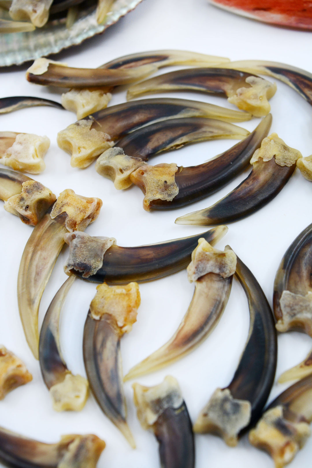 Badger Claws: 4pcs of Real Badger Claws, No Holes, 30-45mm