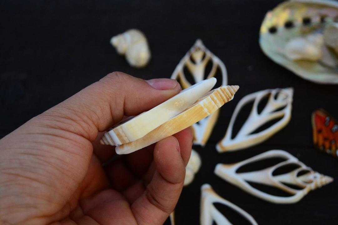 Strombus canarium Seashell Slices, 5 pieces / Spiral Shells, Conchs, Natural Sea Shell, Nautical, Shell Pendants / White, Supplies