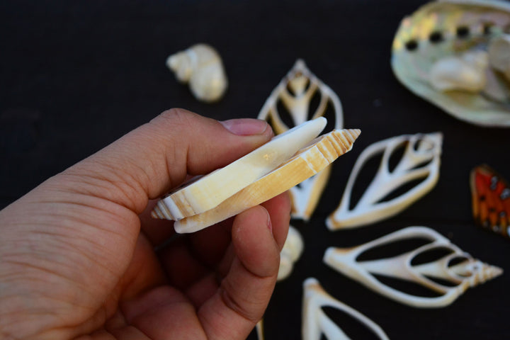 Strombus canarium Seashell Slices, 5 pieces / Spiral Shells, Conchs, Natural Sea Shell, Nautical, Shell Pendants / White, Supplies