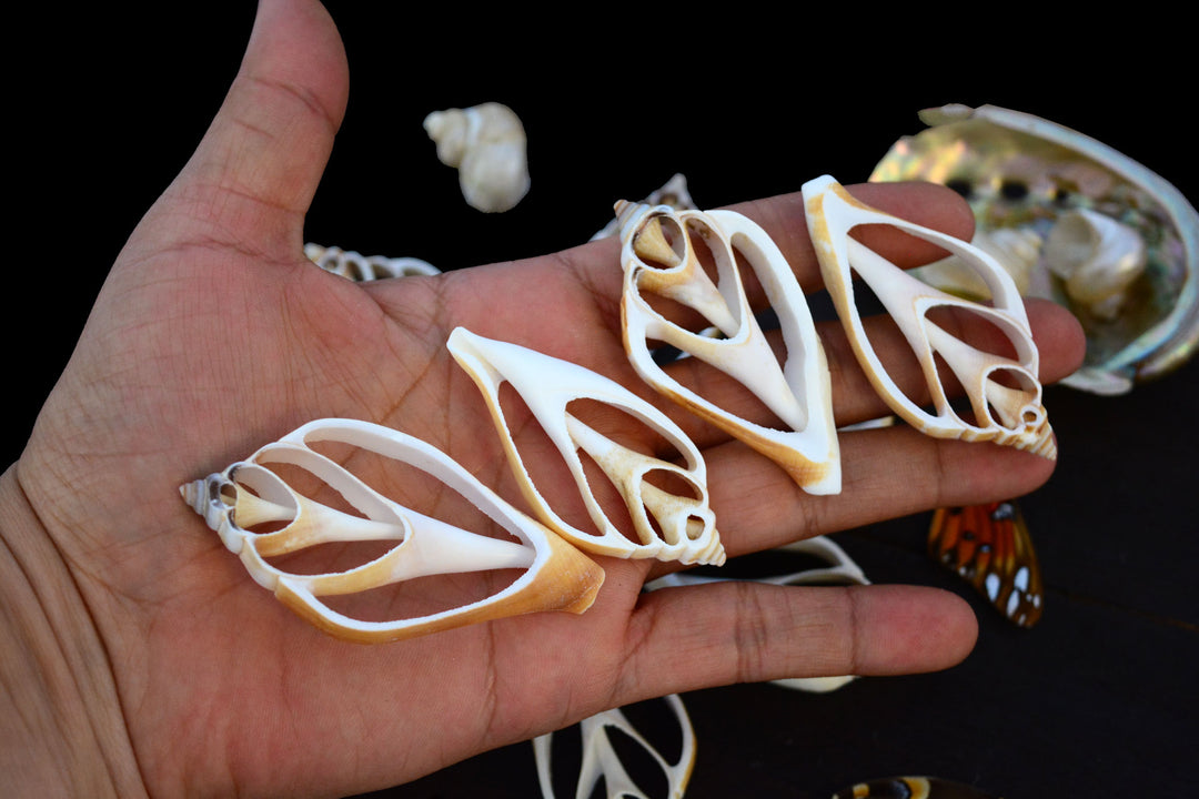 Strombus canarium Seashell Slices, 5 pieces / Spiral Shells, Conchs, Natural Sea Shell, Nautical, Shell Pendants / White, Supplies