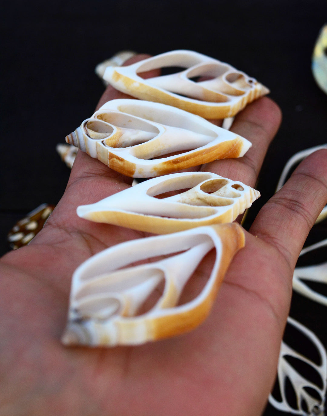 Strombus canarium Seashell Slices, 5 pieces / Spiral Shells, Conchs, Natural Sea Shell, Nautical, Shell Pendants / White, Supplies