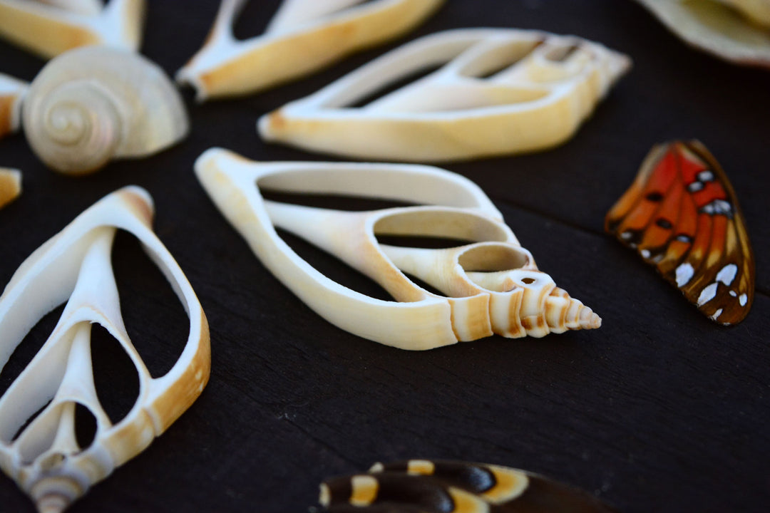 Strombus canarium Seashell Slices, 5 pieces / Spiral Shells, Conchs, Natural Sea Shell, Nautical, Shell Pendants / White, Supplies