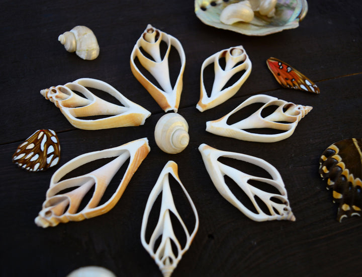 Strombus canarium Seashell Slices, 5 pieces / Spiral Shells, Conchs, Natural Sea Shell, Nautical, Shell Pendants / White, Supplies