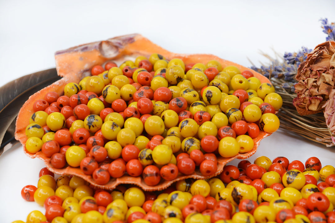 Acai Beads displayed in a seashell showing their natural markings.