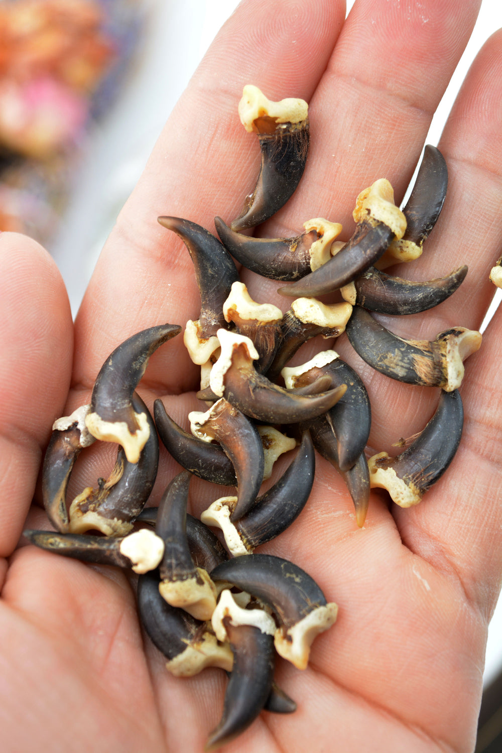 Coyote Claws: 4pcs of Real Coyote Claws, No Holes or Drilled, 20-23mm / Cruelty-free, Native Regalia, Bravery, Magic Supplies