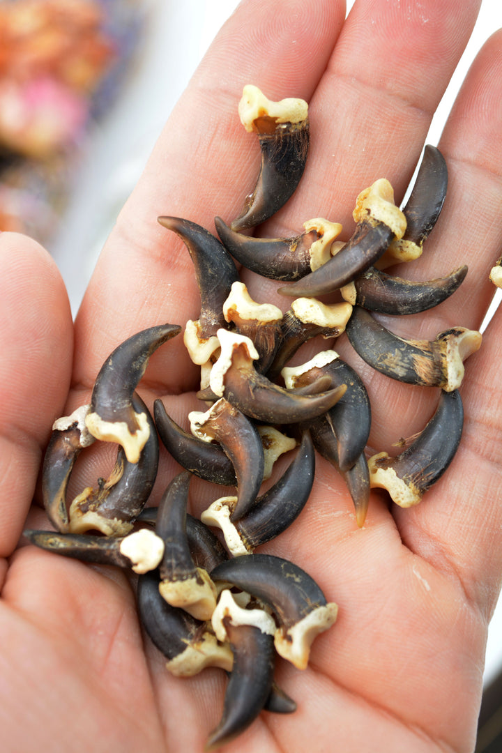 Coyote Claws: 4pcs of Real Coyote Claws, No Holes or Drilled, 20-23mm / Cruelty-free, Native Regalia, Bravery, Magic Supplies