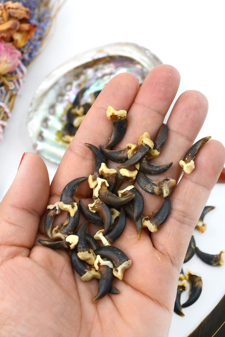 Coyote Claws: 4pcs of Real Coyote Claws, No Holes or Drilled, 20-23mm / Cruelty-free, Native Regalia, Bravery, Magic Supplies