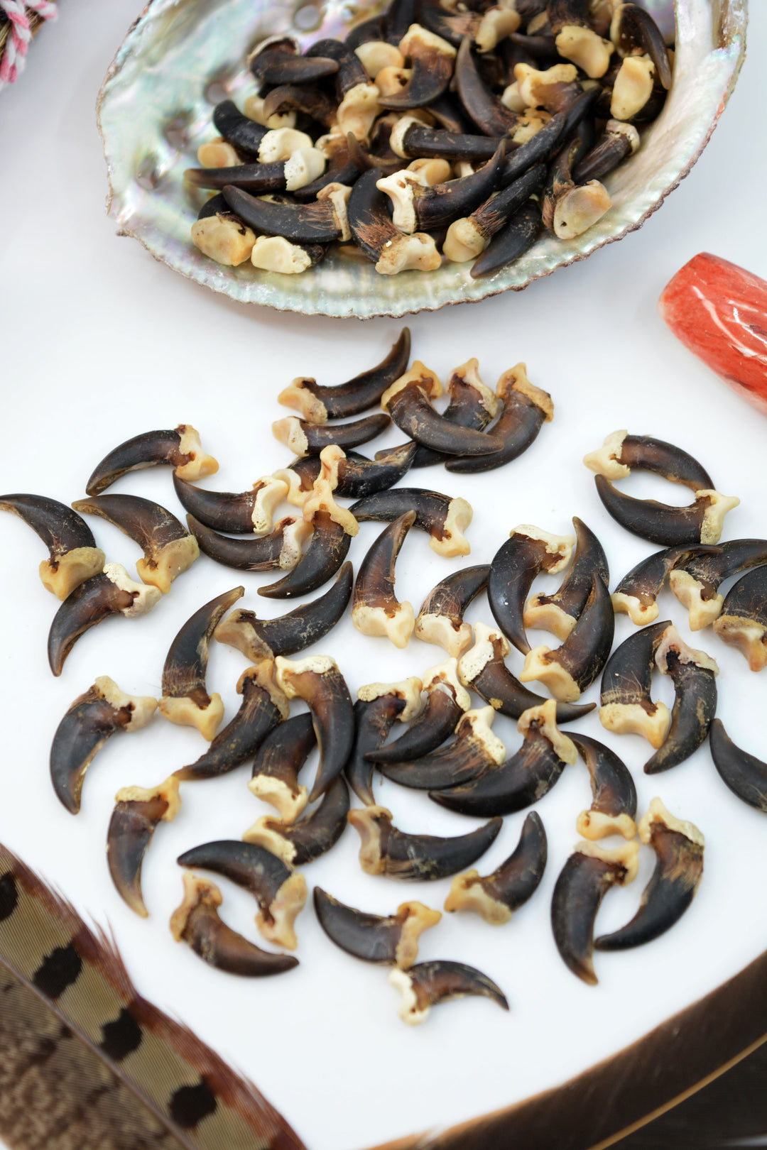 Coyote Claws: 4pcs of Real Coyote Claws, No Holes or Drilled, 20-23mm / Cruelty-free, Native Regalia, Bravery, Magic Supplies