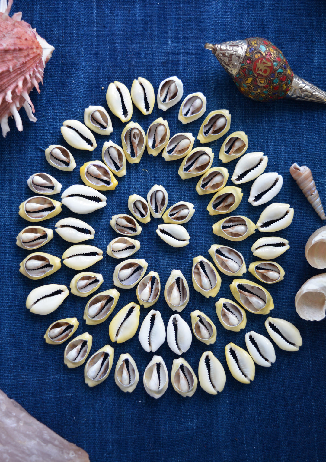 natural seashell beads including cowrie and turbo shells