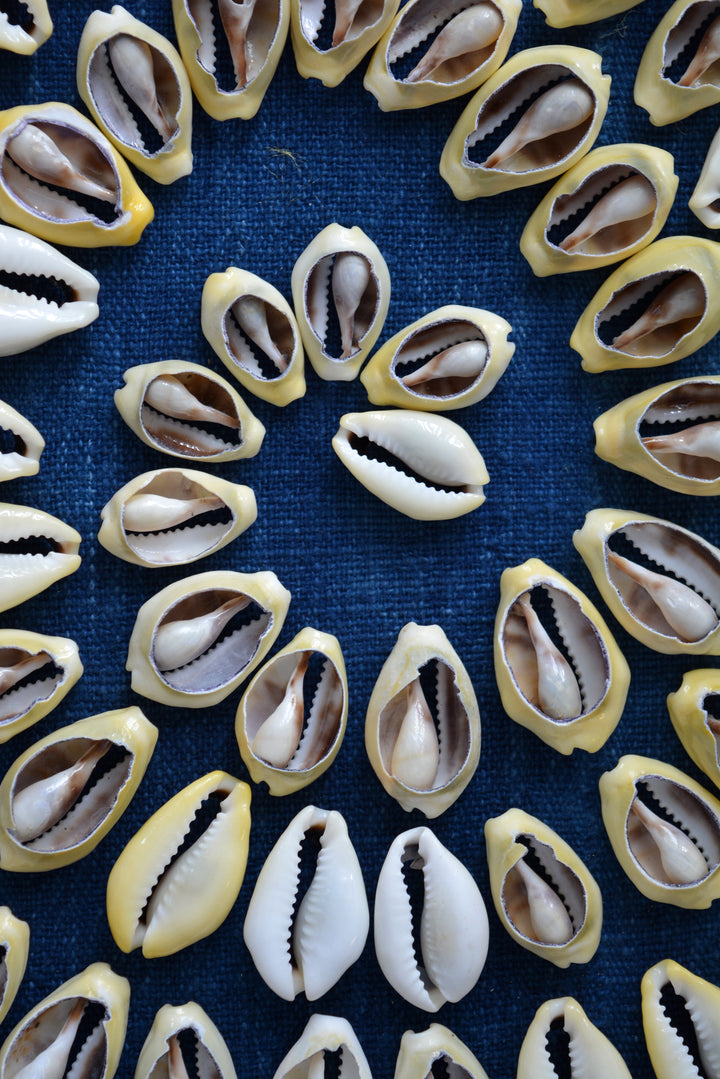 LARGE Cut Natural Cowrie Shells, 10 pieces, Assorted Sizes / Cut Money Cowries, Seashell, Sea Shell, Cowrie Shell for Crafts &amp; Jewelry Making