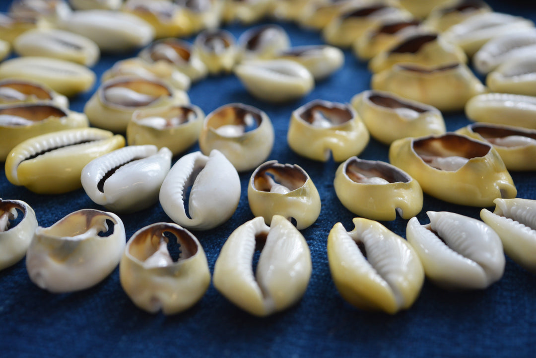 LARGE Cut Natural Cowrie Shells, 10 pieces, Assorted Sizes / Cut Money Cowries, Seashell, Sea Shell, Cowrie Shell for Crafts &amp; Jewelry Making