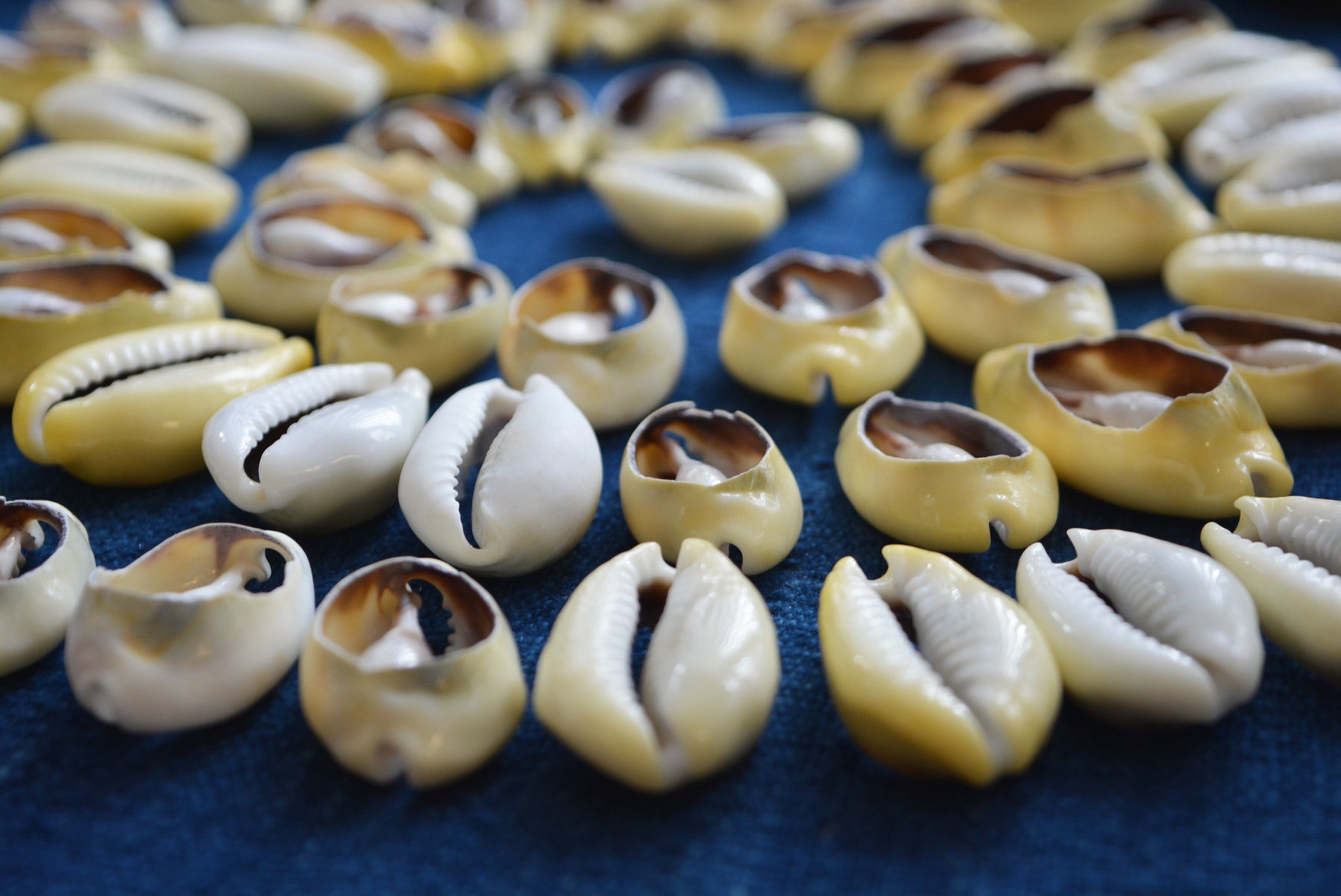 LARGE Cut Natural Cowrie Shells, 10 pieces, Assorted Sizes – Nature Beads