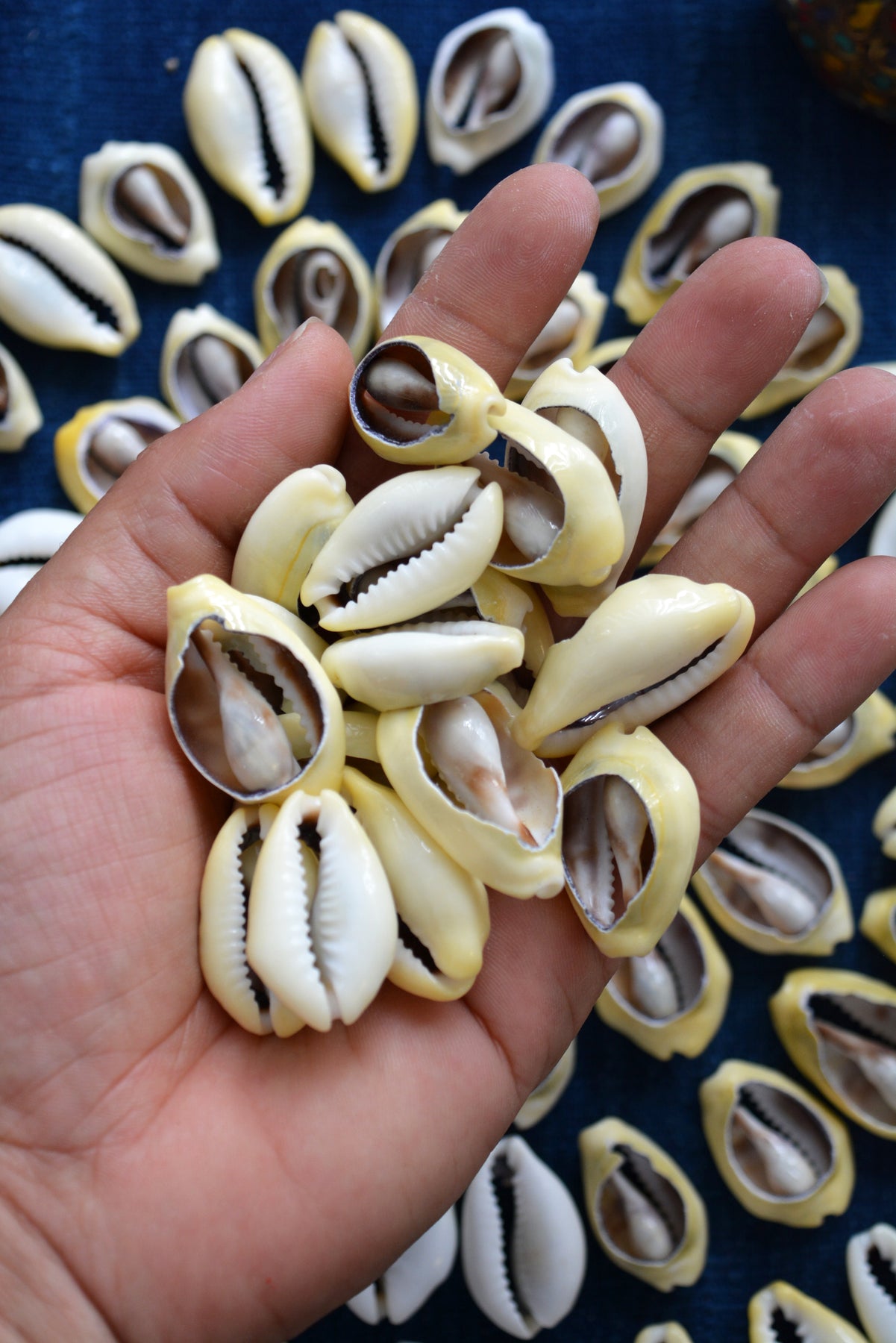 LARGE Cut Natural Cowrie Shells, 10 pieces, Assorted Sizes – Nature Beads