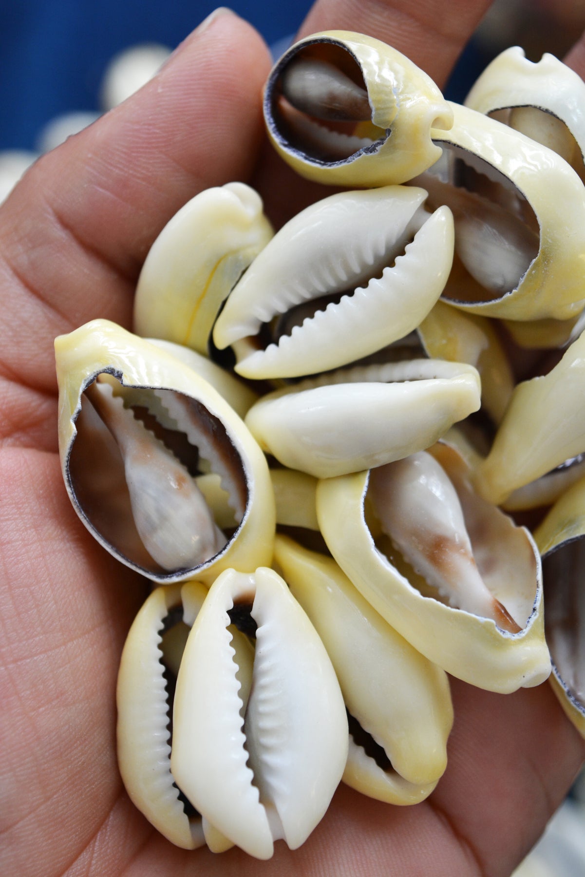 LARGE Cut Natural Cowrie Shells, 10 pieces, Assorted Sizes – Nature Beads