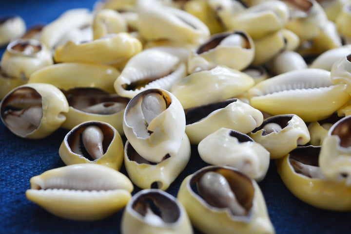 LARGE Cut Natural Cowrie Shells, 10 pieces, Assorted Sizes / Cut Money Cowries, Seashell, Sea Shell, Cowrie Shell for Crafts &amp; Jewelry Making