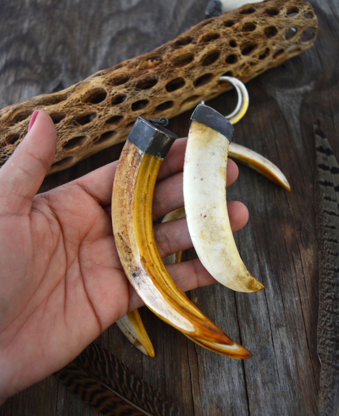 Wild Boar Tusk Bone Pendant with Brass Cap, 4" x 1 pc