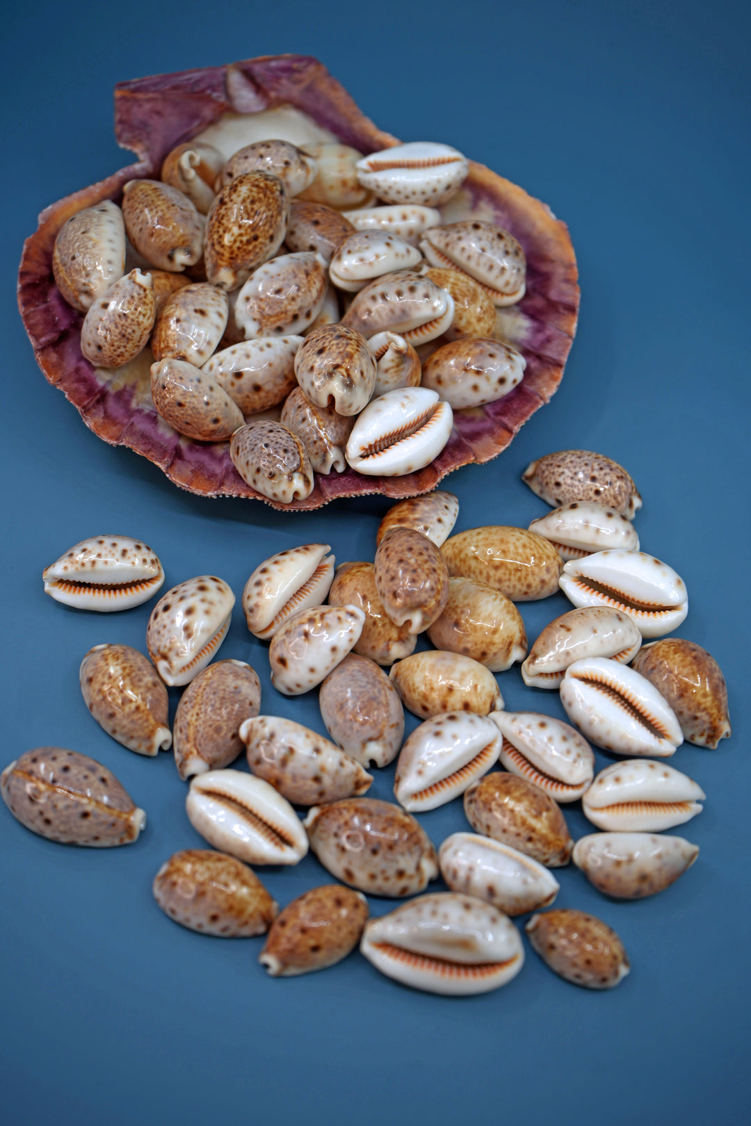 Lynx Cowrie Seashells: 10 pcs of Lyncina lynx Cowrie Shells / Lynx Cowry, Eyed Cowry Shells, Natural Seashells, Shells for Crafts and Jewelry Making Supplies