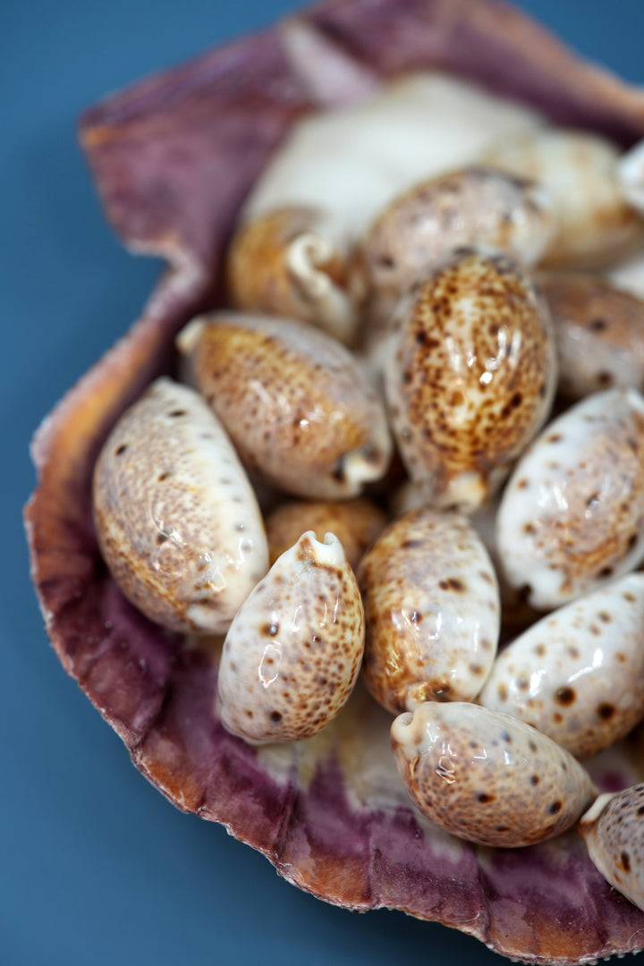 Lynx Cowrie Seashells: 10 pcs of Lyncina lynx Cowrie Shells / Lynx Cowry, Eyed Cowry Shells, Natural Seashells, Shells for Crafts and Jewelry Making Supplies