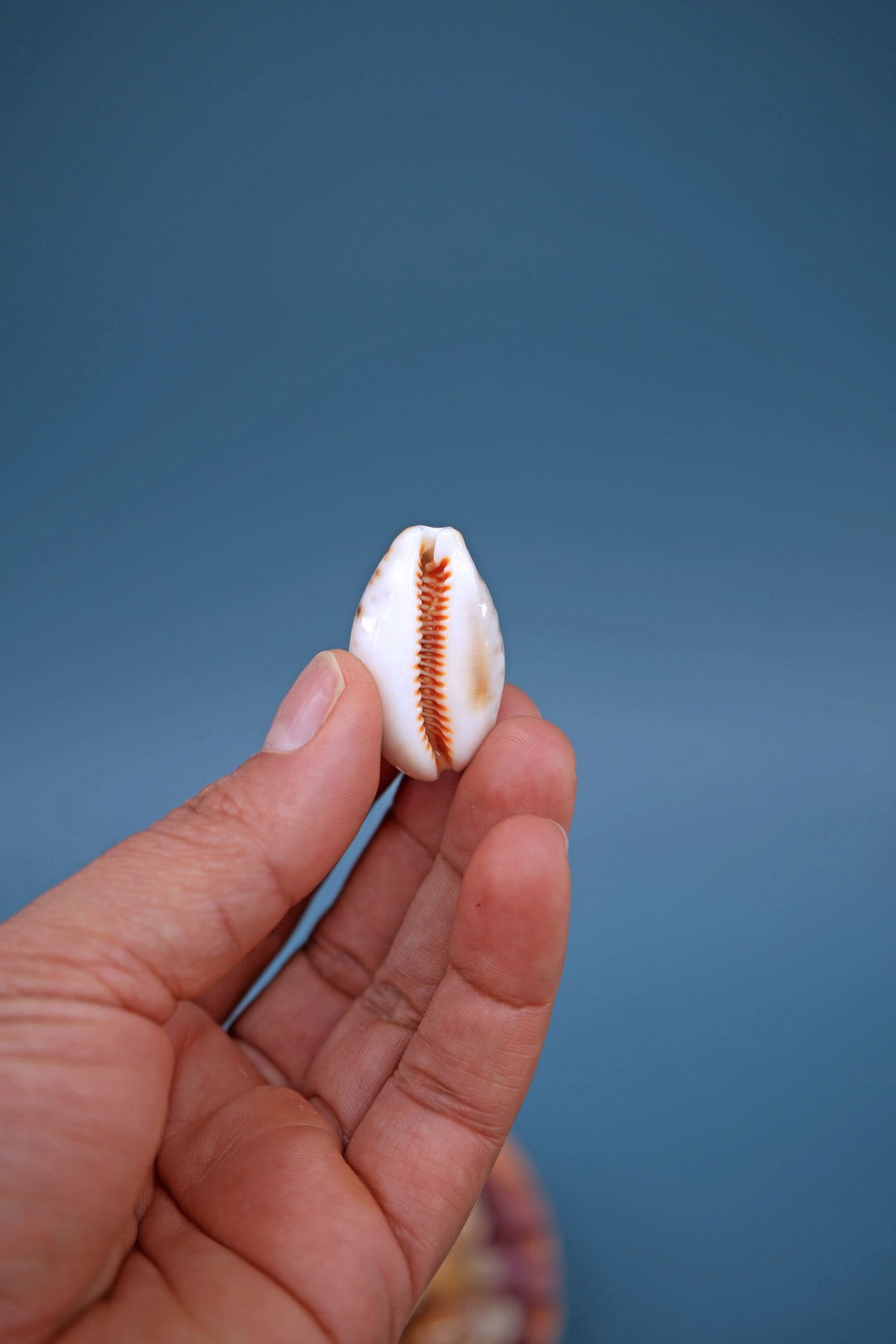 Lynx Cowrie Seashells: 10 pcs of Lyncina lynx Cowrie Shells / Lynx Cowry, Eyed Cowry Shells, Natural Seashells, Shells for Crafts and Jewelry Making Supplies