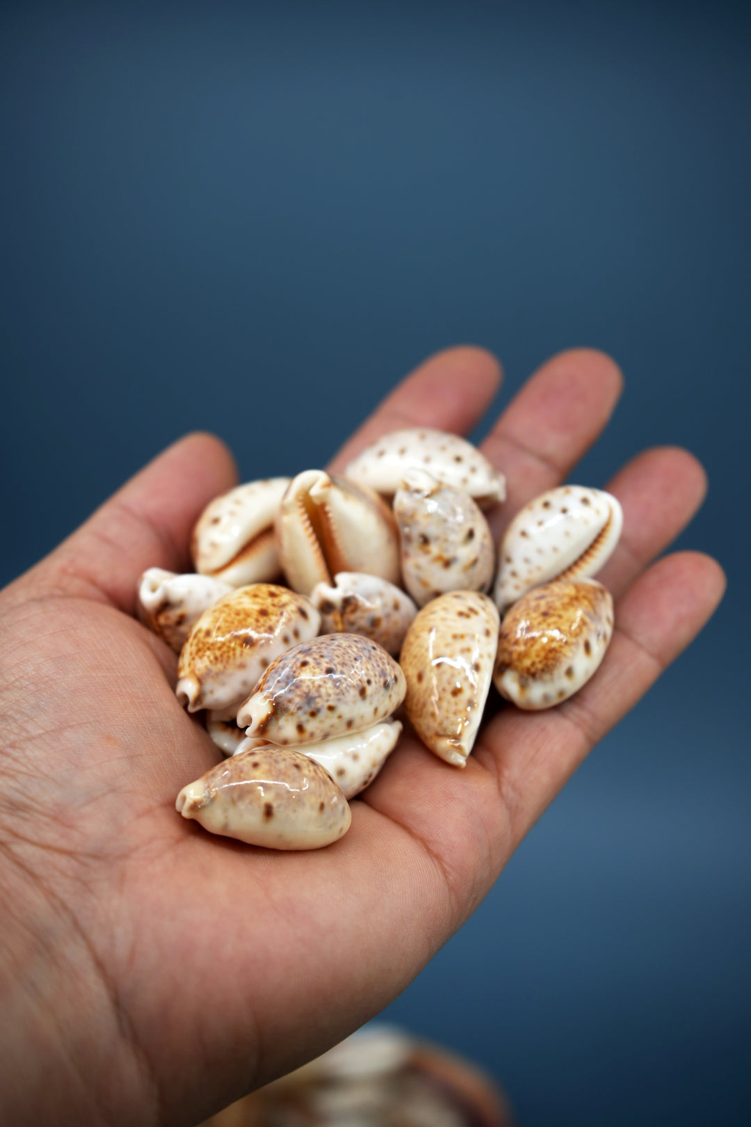 Lynx Cowrie Seashells: 10 pcs of Lyncina lynx Cowrie Shells / Lynx Cowry, Eyed Cowry Shells, Natural Seashells, Shells for Crafts and Jewelry Making Supplies