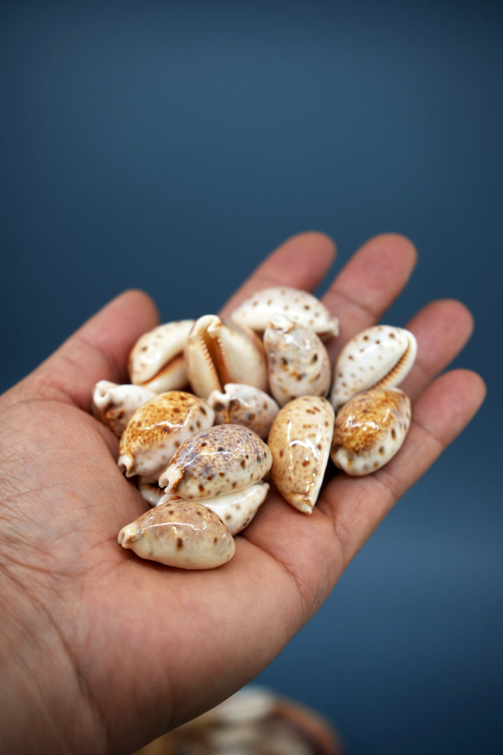 Lynx Cowrie Seashells: 10 pcs of Lyncina lynx Cowrie Shells / Lynx Cowry, Eyed Cowry Shells, Natural Seashells, Shells for Crafts and Jewelry Making Supplies