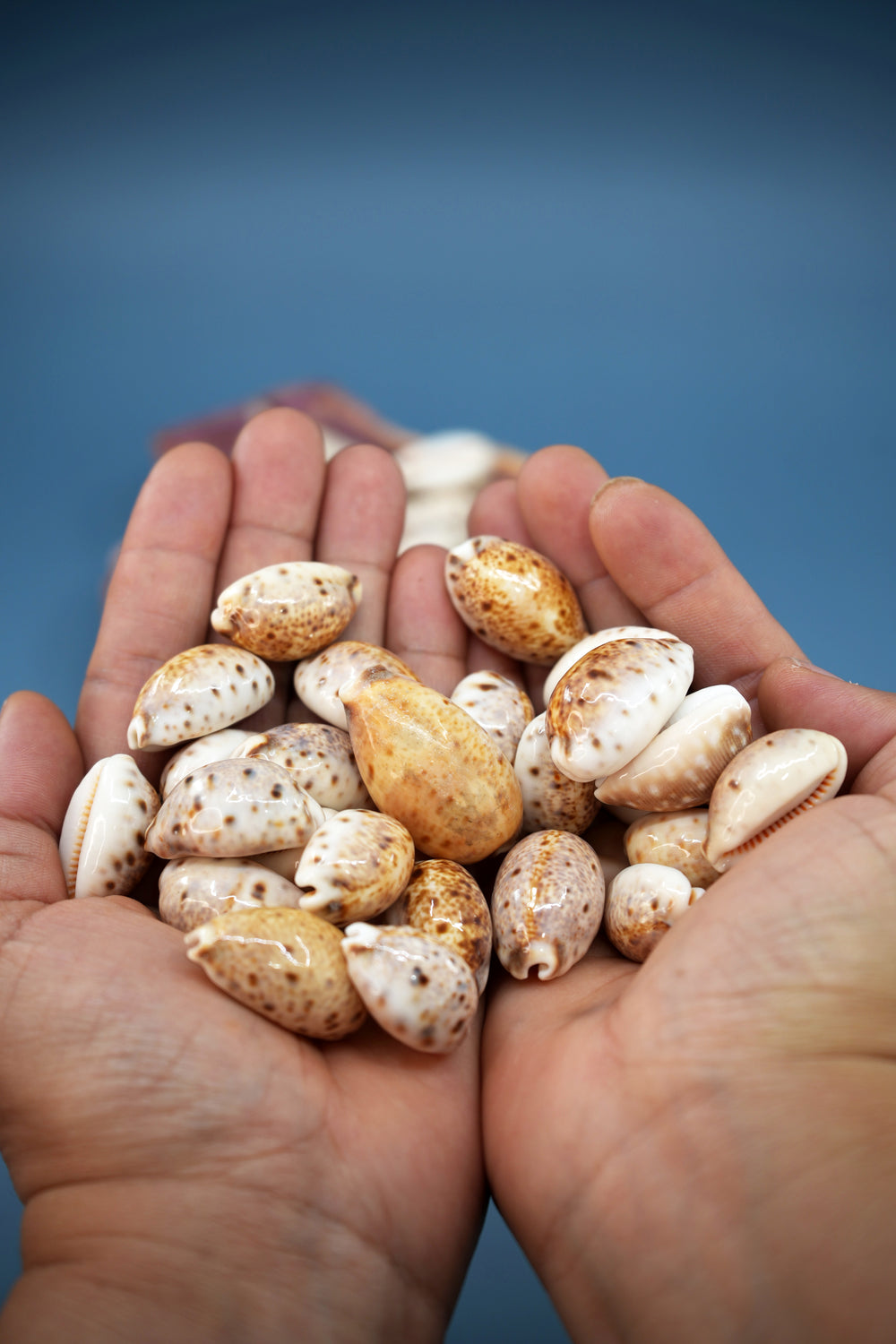Lynx Cowrie Seashells: 10 pcs of Lyncina lynx Cowrie Shells / Lynx Cowry, Eyed Cowry Shells, Natural Seashells, Shells for Crafts and Jewelry Making Supplies