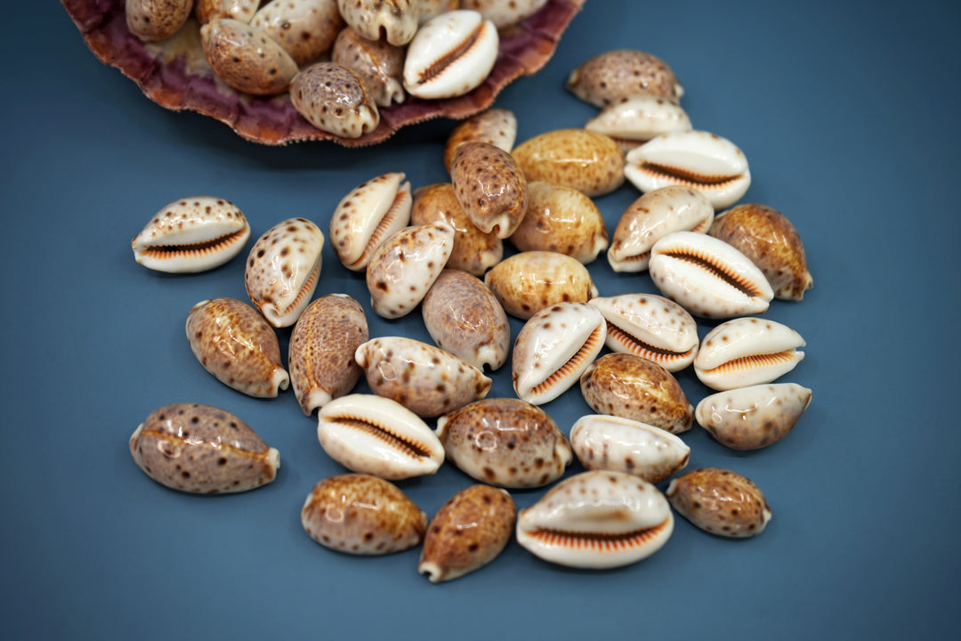 Lynx Cowrie Seashells: 10 pcs of Lyncina lynx Cowrie Shells / Lynx Cowry, Eyed Cowry Shells, Natural Seashells, Shells for Crafts and Jewelry Making Supplies