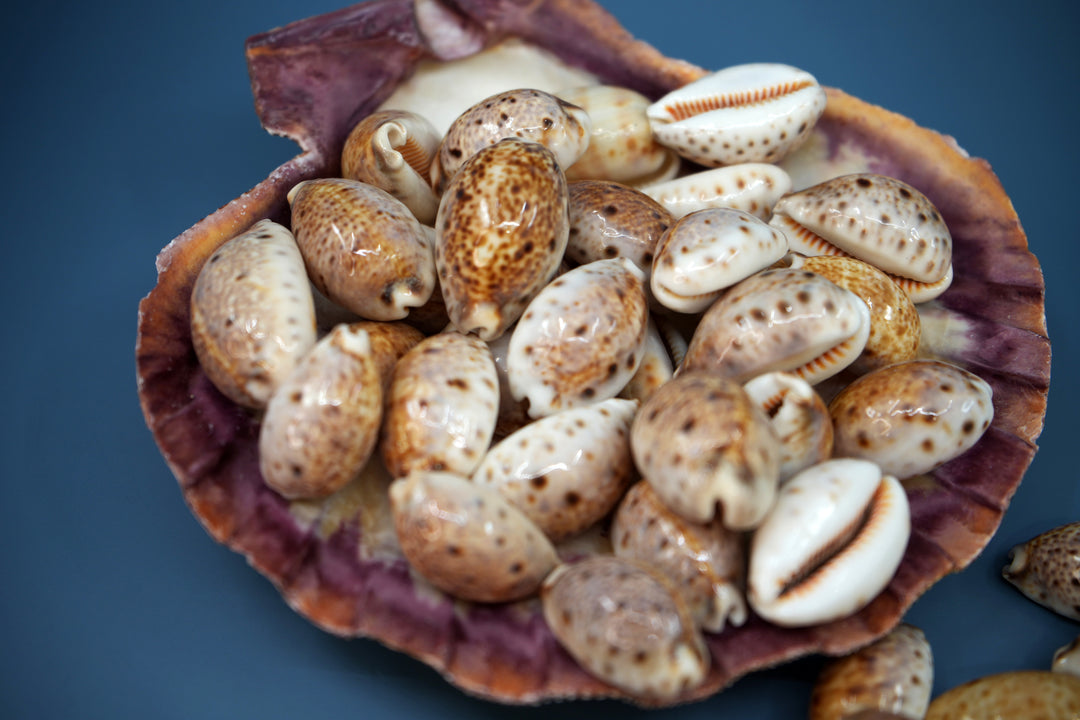 Lynx Cowrie Seashells: 10 pcs of Lyncina lynx Cowrie Shells / Lynx Cowry, Eyed Cowry Shells, Natural Seashells, Shells for Crafts and Jewelry Making Supplies