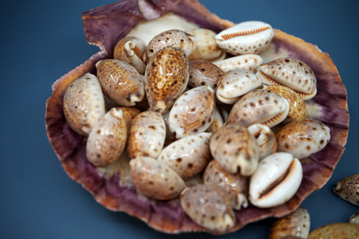 Lynx Cowrie Seashells: 10 pcs of Lyncina lynx Cowrie Shells / Lynx Cowry, Eyed Cowry Shells, Natural Seashells, Shells for Crafts and Jewelry Making Supplies