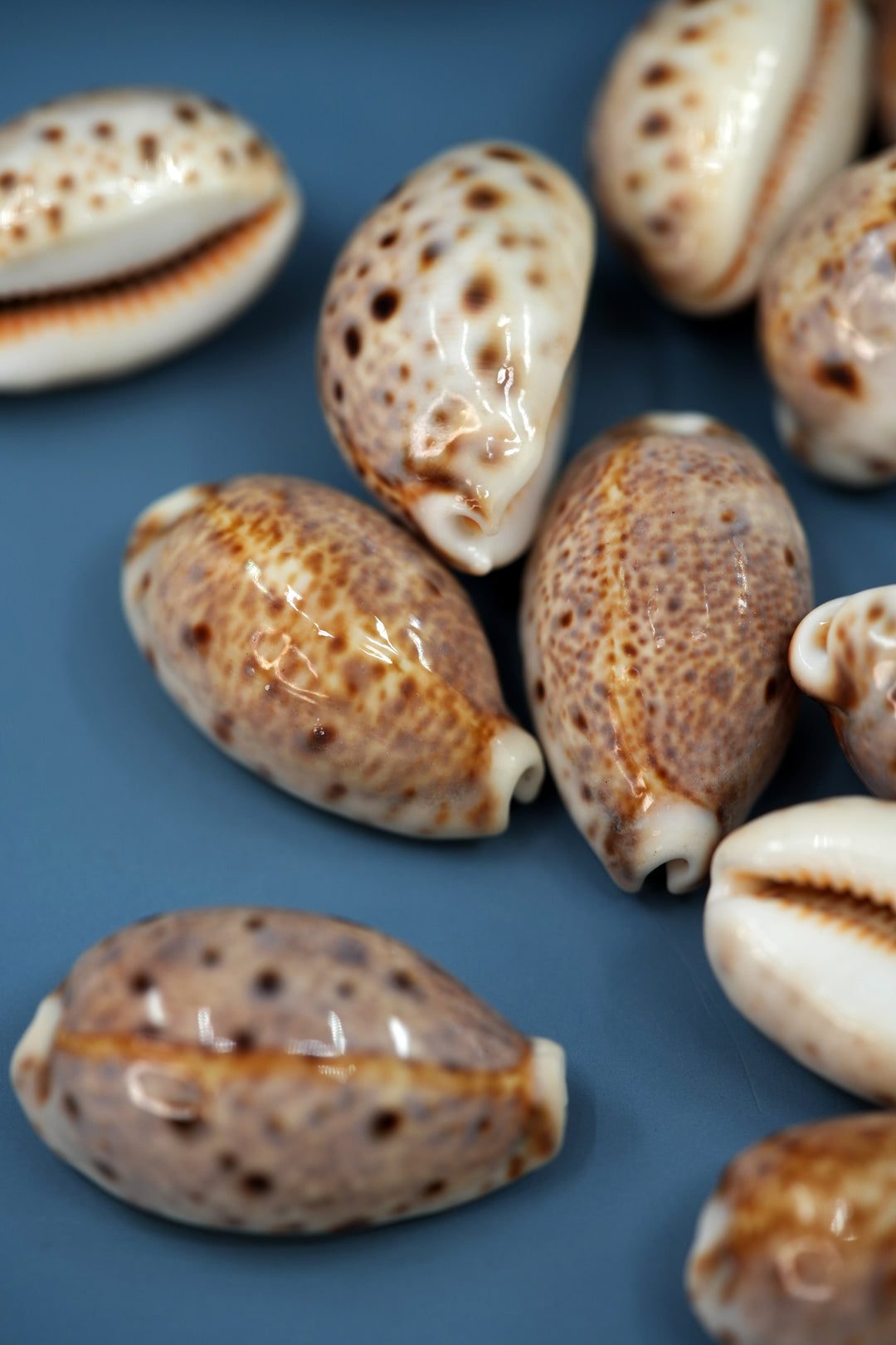 Lynx Cowrie Seashells: 10 pcs of Lyncina lynx Cowrie Shells / Lynx Cowry, Eyed Cowry Shells, Natural Seashells, Shells for Crafts and Jewelry Making Supplies