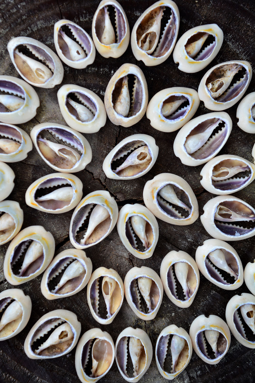 Cut Cowrie: Natural Slices Cowrie Shells from Kenya, 10 pieces, 14x23mm / Seashell, Sea Shell, Cowrie Shell, Ethnic, Tribal, Jewelry Making