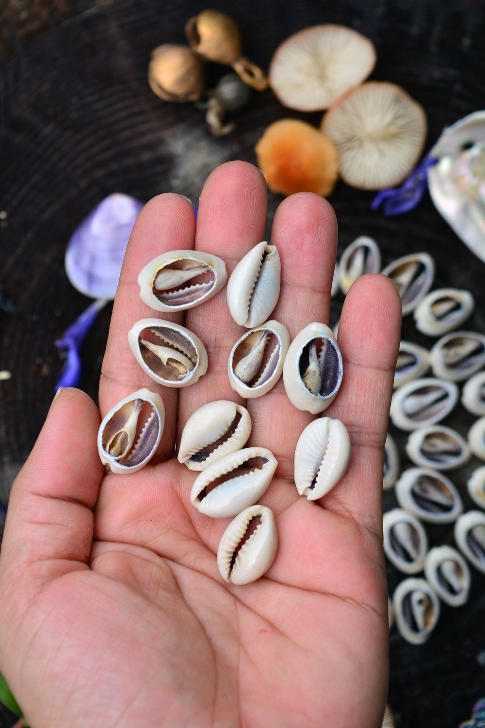 Cut Cowrie: Natural Slices Cowrie Shells from Kenya, 10 pieces, 14x23mm / Seashell, Sea Shell, Cowrie Shell, Ethnic, Tribal, Jewelry Making