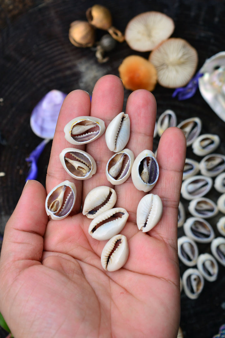 Cut Cowrie: Natural Slices Cowrie Shells from Kenya, 10 pieces, 14x23mm / Seashell, Sea Shell, Cowrie Shell, Ethnic, Tribal, Jewelry Making
