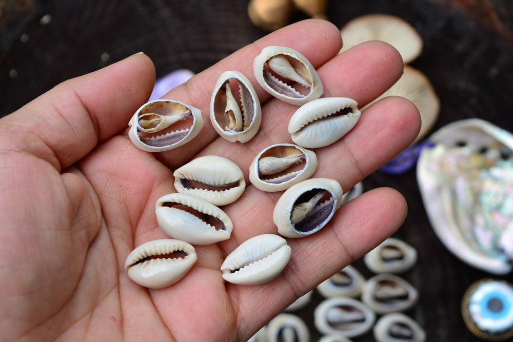 Cut Cowrie: Natural Slices Cowrie Shells from Kenya, 10 pieces, 14x23mm / Seashell, Sea Shell, Cowrie Shell, Ethnic, Tribal, Jewelry Making