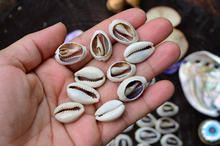 Cut Cowrie: Natural Slices Cowrie Shells from Kenya, 10 pieces, 14x23mm / Seashell, Sea Shell, Cowrie Shell, Ethnic, Tribal, Jewelry Making