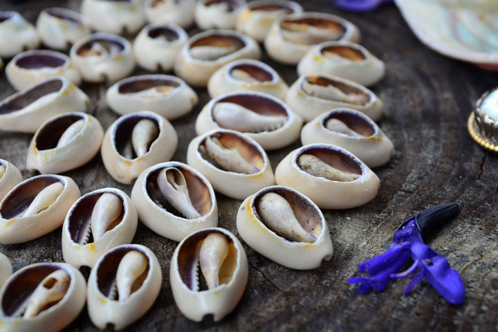 Cut Cowrie: Natural Slices Cowrie Shells from Kenya, 10 pieces, 14x23mm / Seashell, Sea Shell, Cowrie Shell, Ethnic, Tribal, Jewelry Making