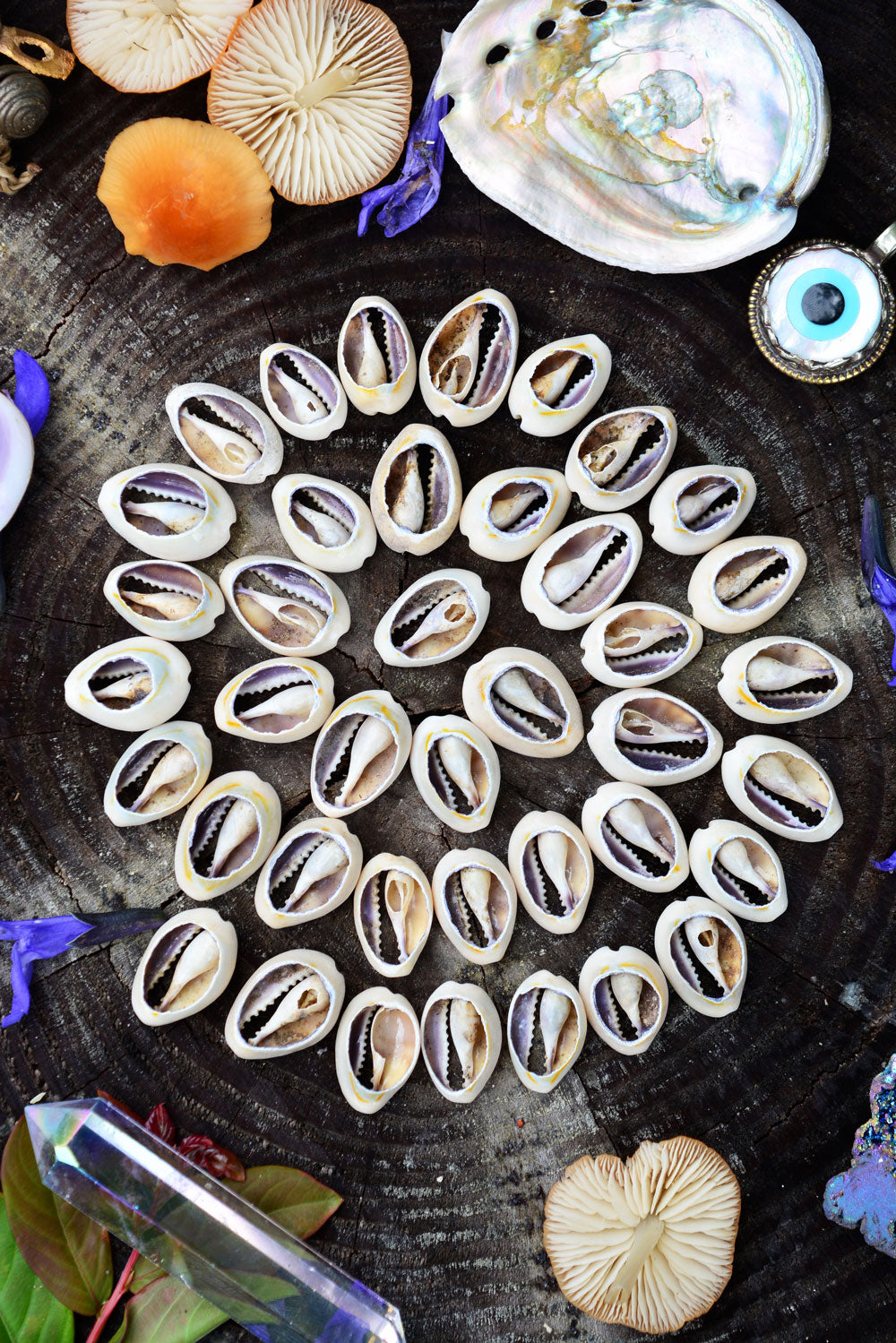 Cut Cowrie: Natural Slices Cowrie Shells from Kenya, 10 pieces, 14x23mm / Seashell, Sea Shell, Cowrie Shell, Ethnic, Tribal, Jewelry Making