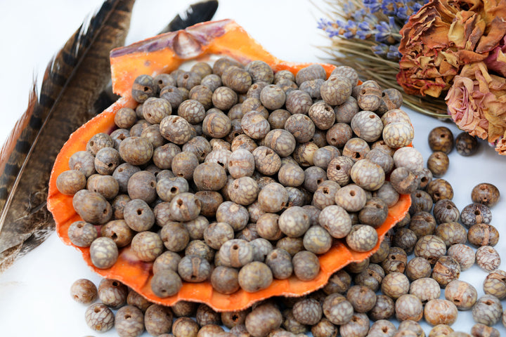 Natural Acai Beads in their natural colors displayed in a seashell.