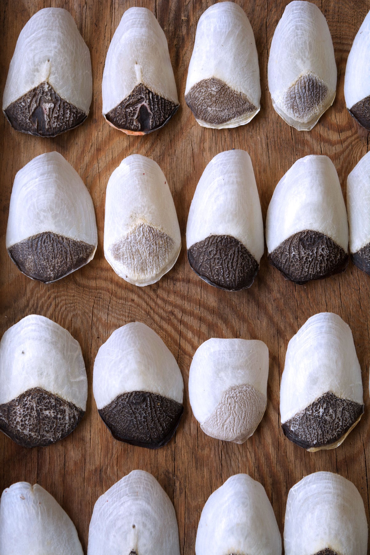 Pirarucu Arapaima Fish Scale: 100% Natural Fish Scales – Nature Beads