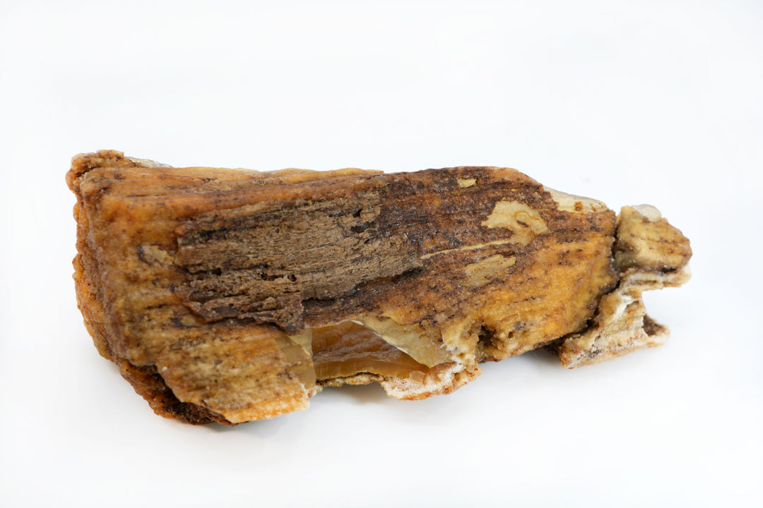 The Cave: Natural RARE Ancient Fossilized Tampa Bay Coral, 2" x 5 1/2" / Specimen, Collectible, Natural Coral, Fossilized Coral