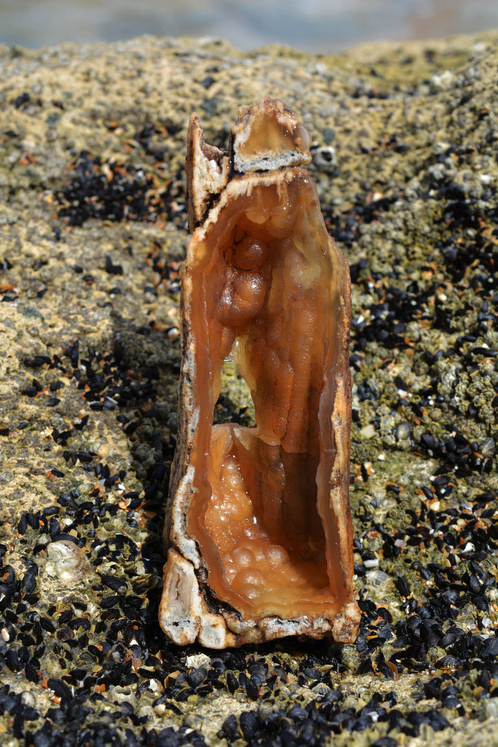 The Cave: Natural RARE Ancient Fossilized Tampa Bay Coral, 2" x 5 1/2" / Specimen, Collectible, Natural Coral, Fossilized Coral