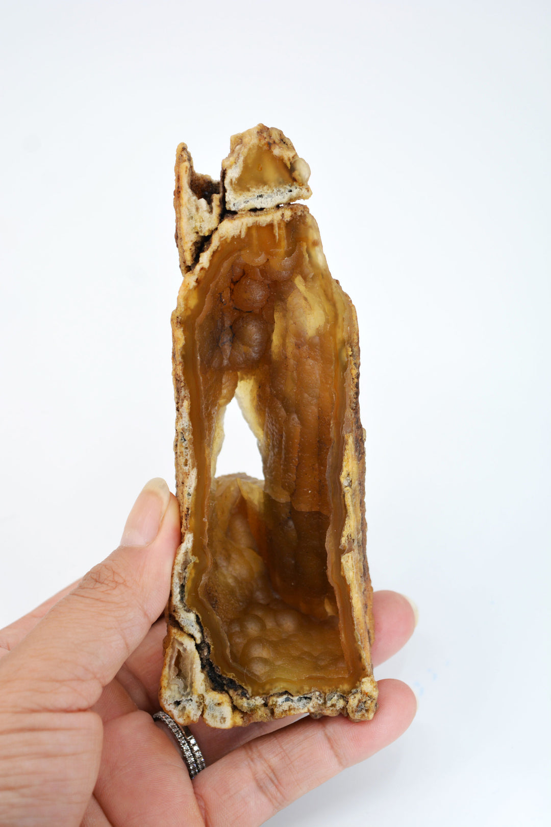 The Cave: Natural RARE Ancient Fossilized Tampa Bay Coral, 2" x 5 1/2" / Specimen, Collectible, Natural Coral, Fossilized Coral